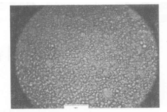 40%LC的PDLC在200倍顯微鏡下照片標(biāo)尺為125微米